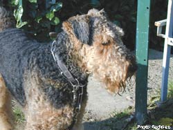 Rixensart - Le chien Red
